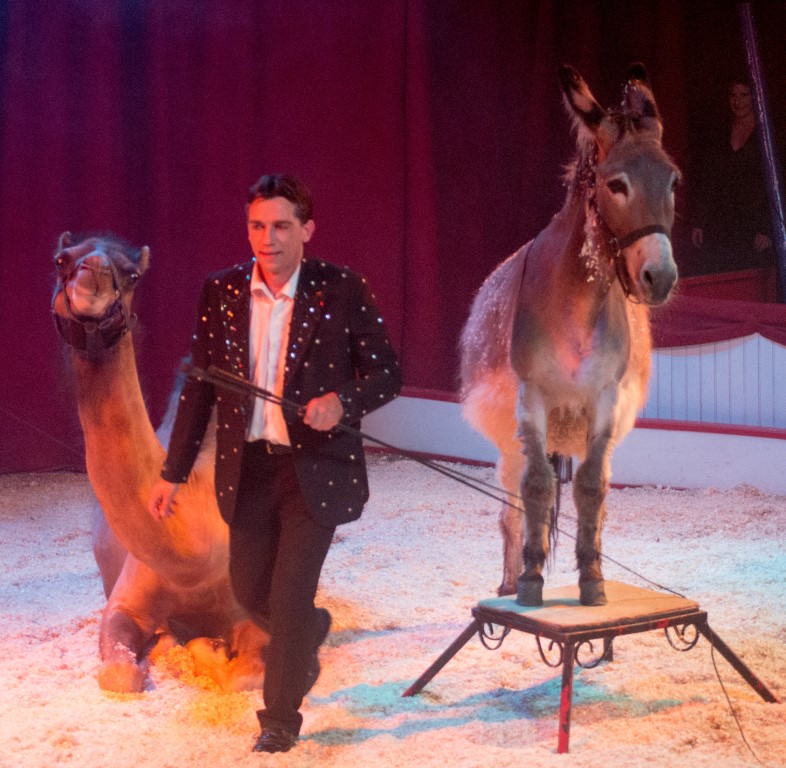 animaux-cirque-paradiso